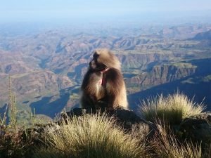 Trekking para ver a los Gélida