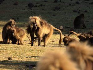 Primátes Gélida en las montañas Simien