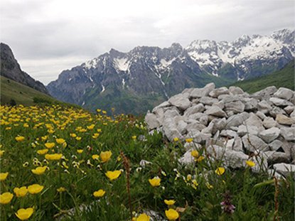 Flores en albania