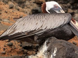 Aves del sistema insular