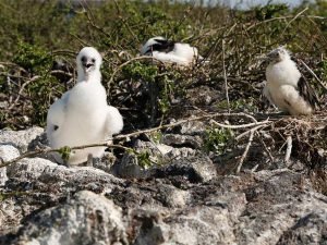 Aves en las Galapagos