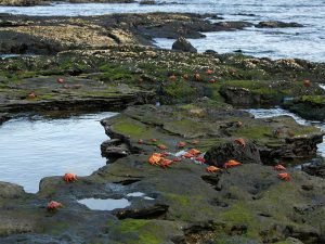 Cangrejos rojos en la roca volcánica