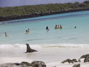 Leones marinos en Viaje a las Islas Galápagos