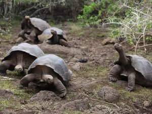 tortugas gigantes Viaje a las Islas Galápagos