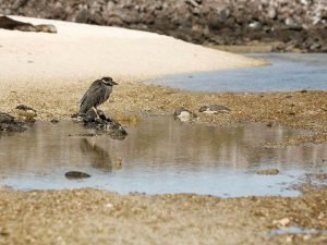 Viaje a las Islas Galápagos