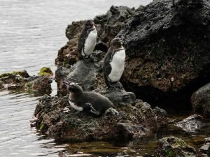 Único Pingüino de l Hemisferio Norte Viaje a las Islas Galápagos