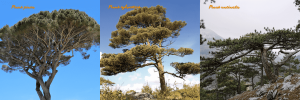Árboles de la Comunidad de Madrid GINNOSPERMAS (1)-min