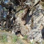 Arboles Singulares de la comunidad de Madrid