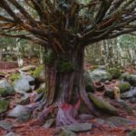 Arboles Singulares
