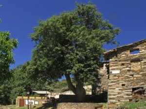 Cumbres de la Hiruela (El Porrejon)